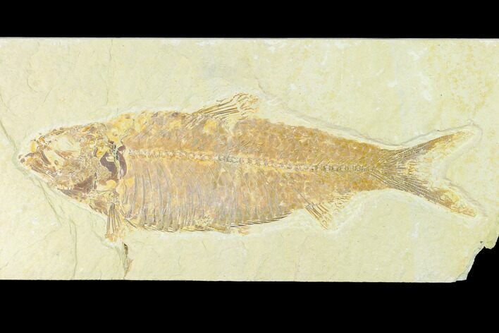 Huge, Fossil Fish (Knightia) - Wyoming #144188